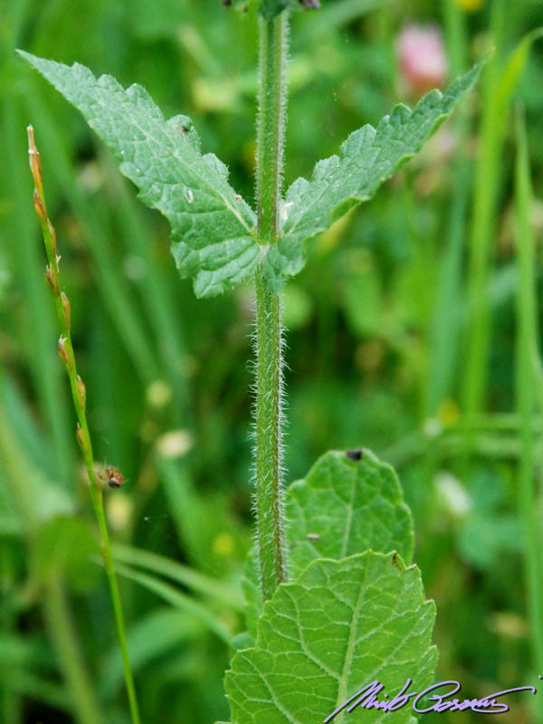 Salvia verbenaca